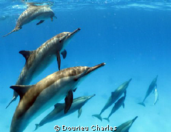 Wild dolphins of Samassa , bottle nose by Dourieu Charles 